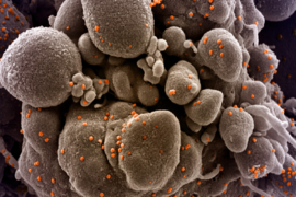 Imagem ilustrativa da notícia: Abeifa pede redução de imposto para veículos importados